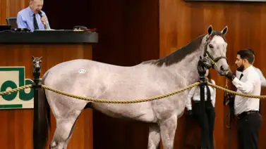 Retirado potro entrenado por Bob Baffert que costó $3 millones en subasta Retirado potro entrenado por Bob Baffert que costó $3 millones en subasta