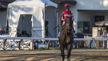 Esta será la próxima carrera de Nitrogen luego de su actuación en el Whitney Stakes (G1) Esta será la próxima carrera de Nitrogen luego de su actuación en el Whitney Stakes (G1)