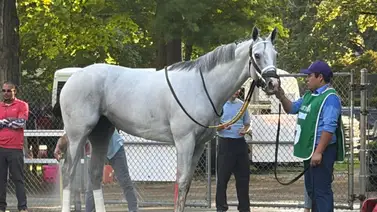 White Abarrio es retirado de las pistas tras el Whitney Stakes (G1) White Abarrio es retirado de las pistas tras el Whitney Stakes (G1)