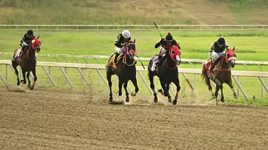 Conoce la medida reglamentaria que recibió el entrenador de este ejemplar ganador de la R31 Conoce la medida reglamentaria que recibió el entrenador de este ejemplar ganador de la R31