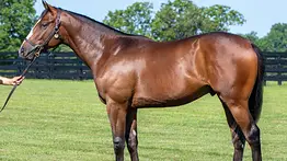 Venden hermano materno de Tuscan Gold en 1.4 millones en el cierre de Fasig-Tipton