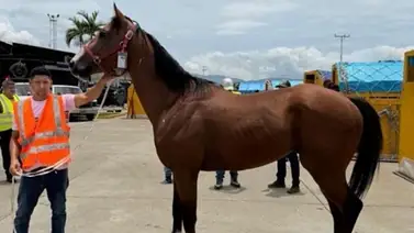 El Haras Luisiana fortalece la cría nacional con la incorporación del padrillo Under Contract El Haras Luisiana fortalece la cría nacional con la incorporación del padrillo Under Contract