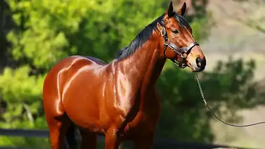Un heredero de American Pharoah está listo para su debut en La Rinconada Un heredero de American Pharoah está listo para su debut en La Rinconada