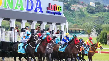 Debuta medio hermana de caballo ganador de una gema de la triple corona Debuta medio hermana de caballo ganador de una gema de la triple corona