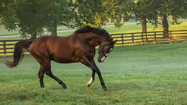 ¡Pedigree de lujo! Debuta un hijo de Tato Zeta en vientre Into Mischief en La Rinconada ¡Pedigree de lujo! Debuta un hijo de Tato Zeta en vientre Into Mischief en La Rinconada