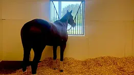 Romantic Warrior en vilo: Alarma en el hipismo mundial por su salud