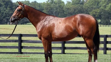 Into Mischief vuelve a ser la estrella con sus productos en el segundo día de las ventas de Keeneland