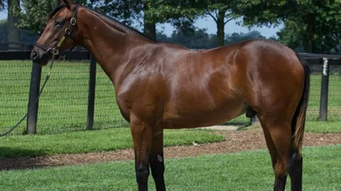 Este es el dineral que pagan por el medio hermano de Mage en las ventas de Keeneland