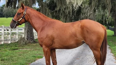 Conoce a una de las hijas del millonario caballo Gunnevera