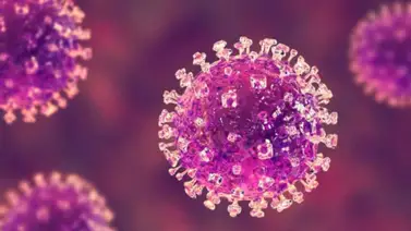 Alerta sanitaria por la reaparición del virus Nipah, en India (+ Detalles) Alerta sanitaria por la reaparición del virus Nipah, en India (+ Detalles)