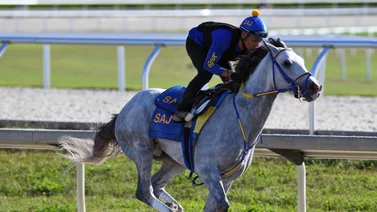 Así se prepara White Abarrio para la Breeders' Cup Classic