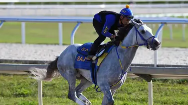 Así se prepara White Abarrio para la Breeders' Cup Classic Así se prepara White Abarrio para la Breeders' Cup Classic