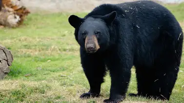 ¡Susto! Una familia mexicana estaba comiendo en una reserva natural cuando se llevaron esta gigante sorpresa (+Video) ¡Susto! Una familia mexicana estaba comiendo en una reserva natural cuando se llevaron esta gigante sorpresa (+Video)