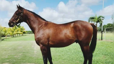 Este es el lindo gesto que el Haras La Orlyana tiene con el propietario de Barlovento