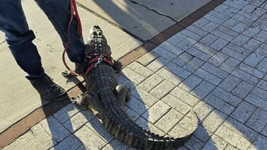 Fanático de Filadelfia intentó entrar al estadio con este insólito animal (+Foto)