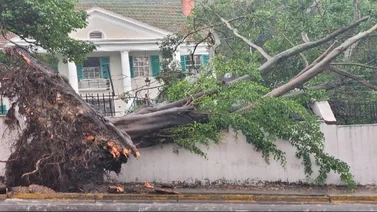 Fuertes vientos derriban un árbol en La Florida y así quedó la fachada de la quinta donde cayó (+Fotos)