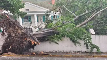Fuertes vientos derriban un árbol en La Florida y así quedó la fachada de la quinta donde cayó (+Fotos) Fuertes vientos derriban un árbol en La Florida y así quedó la fachada de la quinta donde cayó (+Fotos)