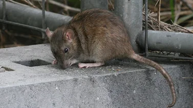 Graban al "Maestro Splinter" en un supermercado de Nueva York (+Video)
