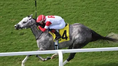 Conoce el día y la hora en que comienza el nuevo meeting de Gulfsream Park Conoce el día y la hora en que comienza el nuevo meeting de Gulfsream Park