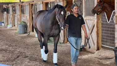 El caballo más rápido del mundo va con Irad Ortiz Jr. esta semana por $2.000.000 en stakes