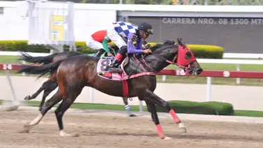 Así ajusta este ejemplar que de ganar sería el batacazo del 5y6 de la reunión 34 Así ajusta este ejemplar que de ganar sería el batacazo del 5y6 de la reunión 34