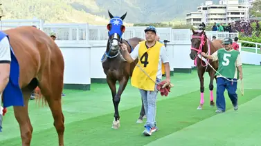 Yegua que participó en la triple corona de 2022 es retirada de la reunión 34 de La Rinconada Yegua que participó en la triple corona de 2022 es retirada de la reunión 34 de La Rinconada