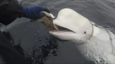 ¿Una ballena espía? Consternación en Noruega por la muerte de una curiosa beluga