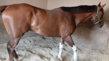 Entrenador venezolano consigue su primer triunfo del año con este batacazo Entrenador venezolano consigue su primer triunfo del año con este batacazo