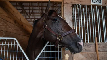 Irad Ortiz Jr. y el caballo más rápido del mundo se llevan stakes de $2.000.000