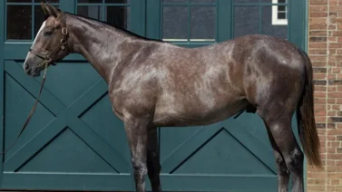 Hijos de Gun Runner de $2.200.000 y $1.500.000 lideran primer día de subastas en Keeneland