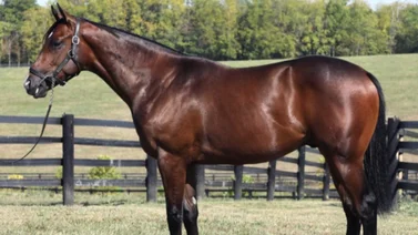 Vendido en $1.350.000 hermano completo de la campeona Rachel Alexandra