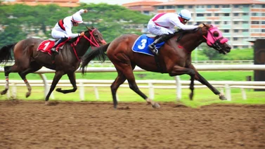 Entrenador venezolano se doble corona en Panamá con este ejemplar