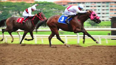 Entrenador venezolano se doble corona en Panamá con este ejemplar Entrenador venezolano se doble corona en Panamá con este ejemplar