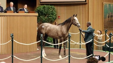 Conozca cuántos caballos se vendieron en el primer día de subastas de Keeneland