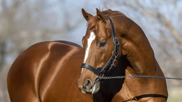 Subastan media hermana de un ganador del Kentucky Derby en $1.200.000 este martes en Keeneland