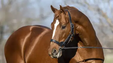 Subastan media hermana de un ganador del Kentucky Derby en $1.200.000 este martes en Keeneland Subastan media hermana de un ganador del Kentucky Derby en $1.200.000 este martes en Keeneland