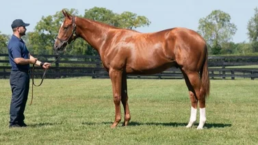 Vendido en $5.000.000 un hijo de Curlin en ventas de Keeneland