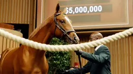 Conoce porqué este hijo de Curlin fue subastado en $5.000.000 este martes en Keeneland