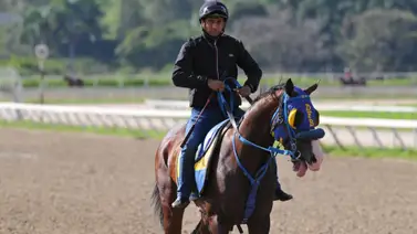 Estos son los ejemplares que le gustan para ganar a Maykor Ibarra en la reunión 35 Estos son los ejemplares que le gustan para ganar a Maykor Ibarra en la reunión 35