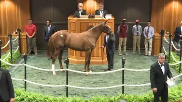 Conoce a los hijos más caros de Curlin subastados en Estados Unidos Conoce a los hijos más caros de Curlin subastados en Estados Unidos