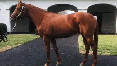 Conozca los 5 nuevos sementales con más ganadores en Estados Unidos Conozca los 5 nuevos sementales con más ganadores en Estados Unidos