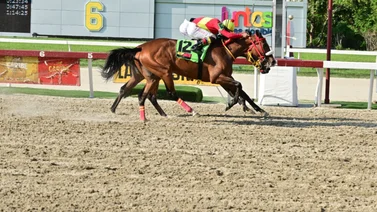 Hija de King Seraf queda lista con este ajuste para ganar en el Clásico Gelinotte (GII)