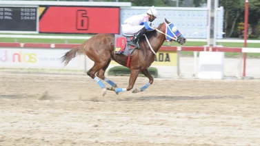 Como ajusta este ejemplar queda listo para abrir el 5y6 el domingo en La Rinconada