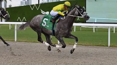 Emisael Jaramillo se quedó con el único Stakes del fin de semana en Gulfstream Park Emisael Jaramillo se quedó con el único Stakes del fin de semana en Gulfstream Park
