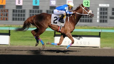 Karlo López consigue el Stakes del domingo y alcanza cifra grande de victorias