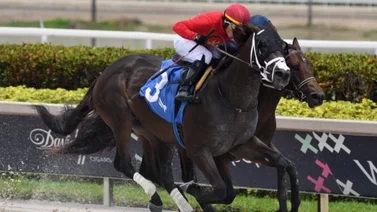 Regresa con Irad Ortiz Jr. potro clásico de Florida que entrena José Francisco D´Angelo