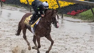 Esta semana busca su primer triunfo medio hermana de Muth por Violence el padre de Forte Esta semana busca su primer triunfo medio hermana de Muth por Violence el padre de Forte