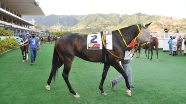 Debuta hermano completo de caballo figurador en el Simón Bolívar del 2023