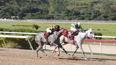 Yegua que tiene mucho chance de ganar y siempre anda de dato reaparece después de 98 días sin correr Yegua que tiene mucho chance de ganar y siempre anda de dato reaparece después de 98 días sin correr