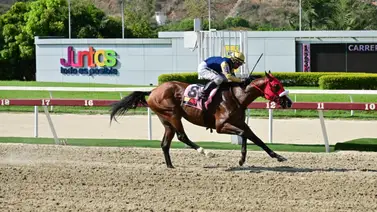 Caballo que en su anterior era el gran favorito y falló regresa al óvalo de La Rinconada tras 119 días sin correr Caballo que en su anterior era el gran favorito y falló regresa al óvalo de La Rinconada tras 119 días sin correr